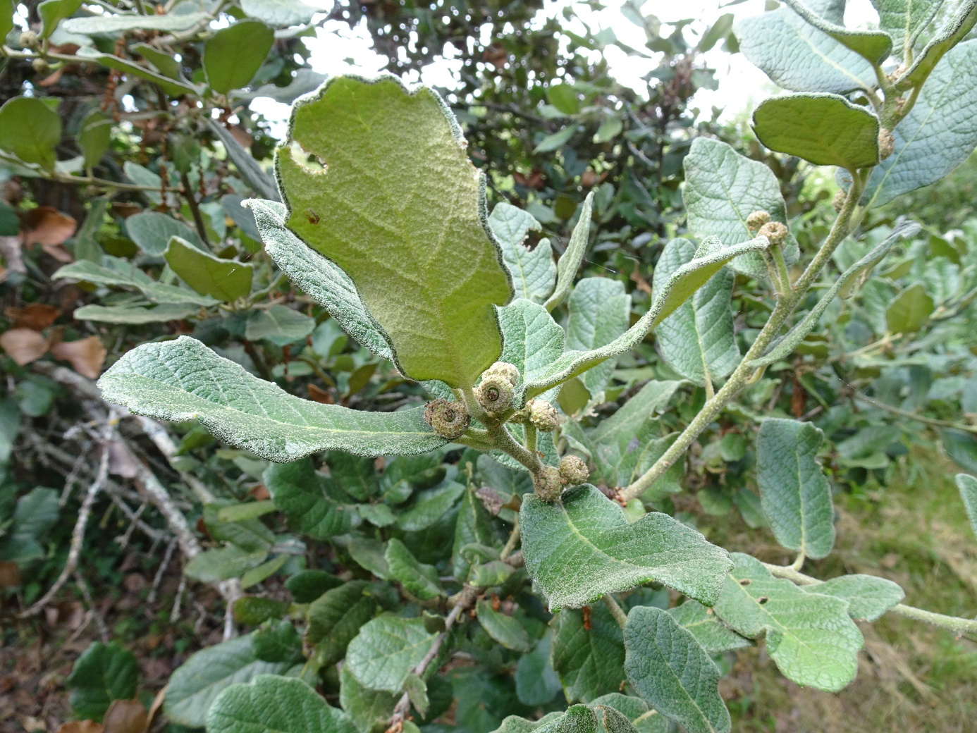 Quercus greggii Bergerette