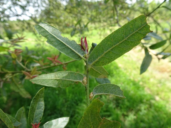 Quercus mexicana Pouyouleix