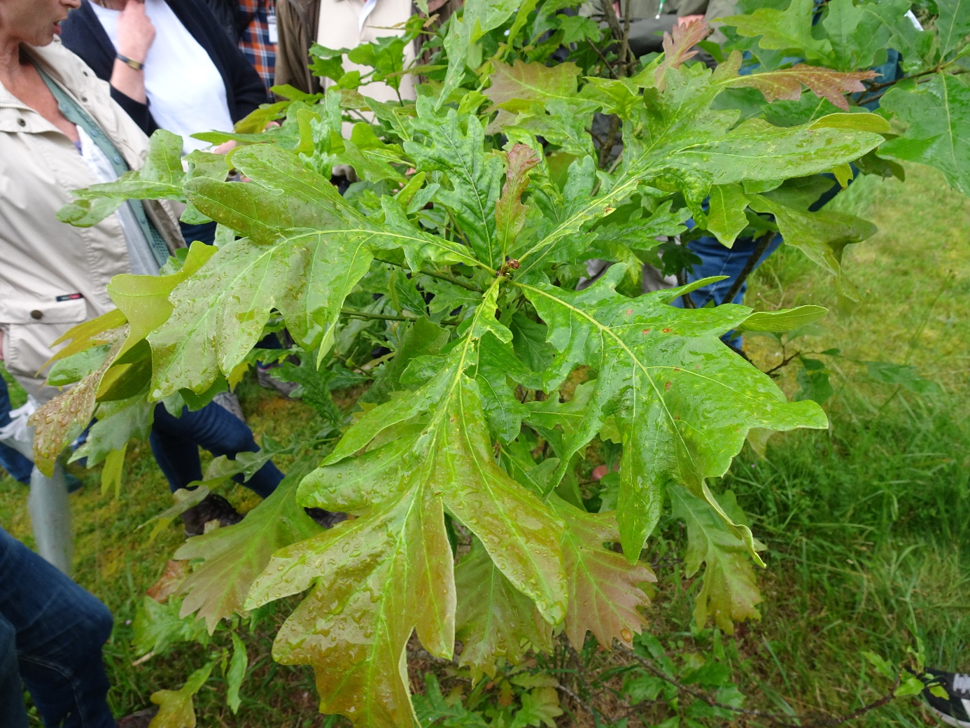 Quercus xhumidicola