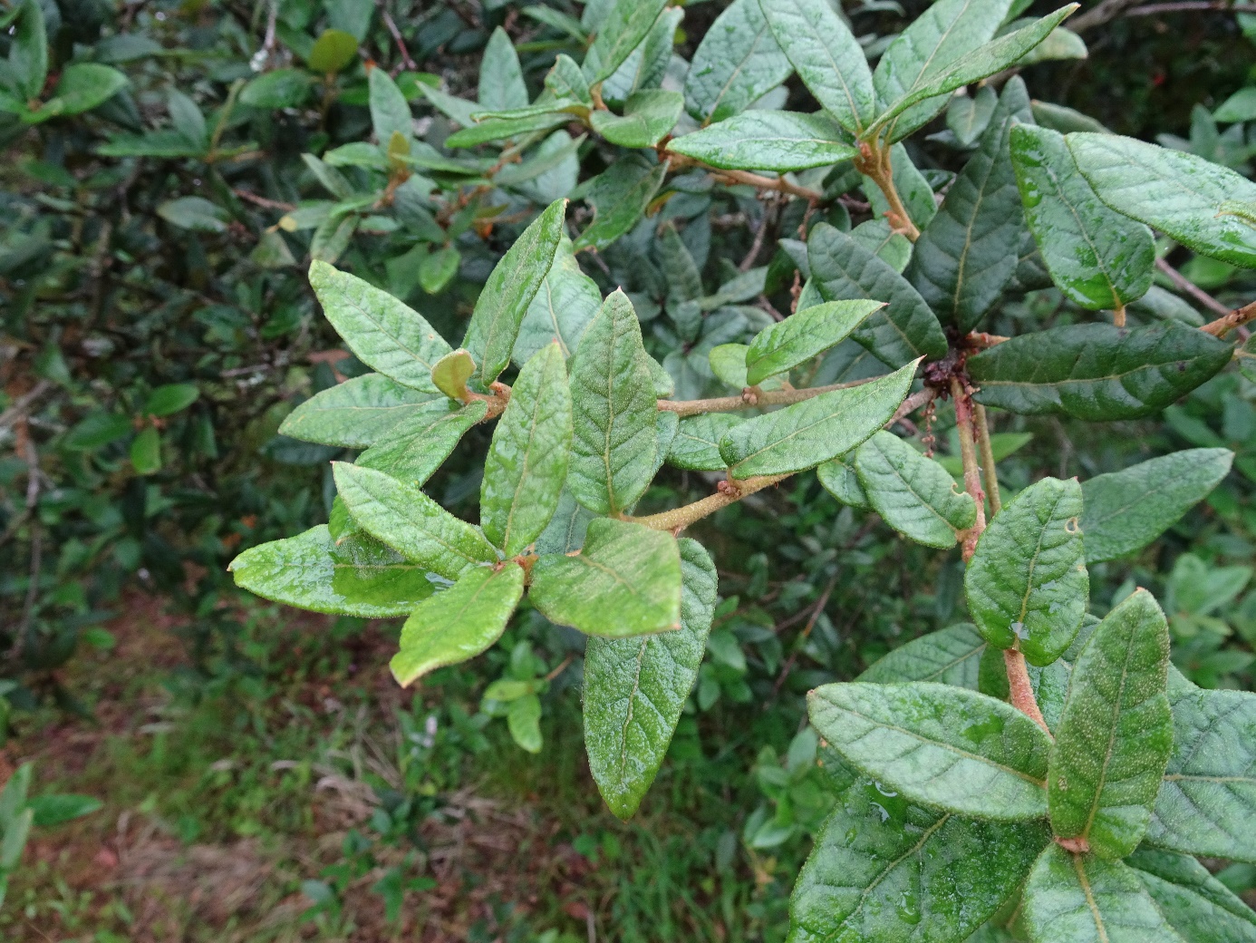 Quercus miquihuanensis Pouyouleix
