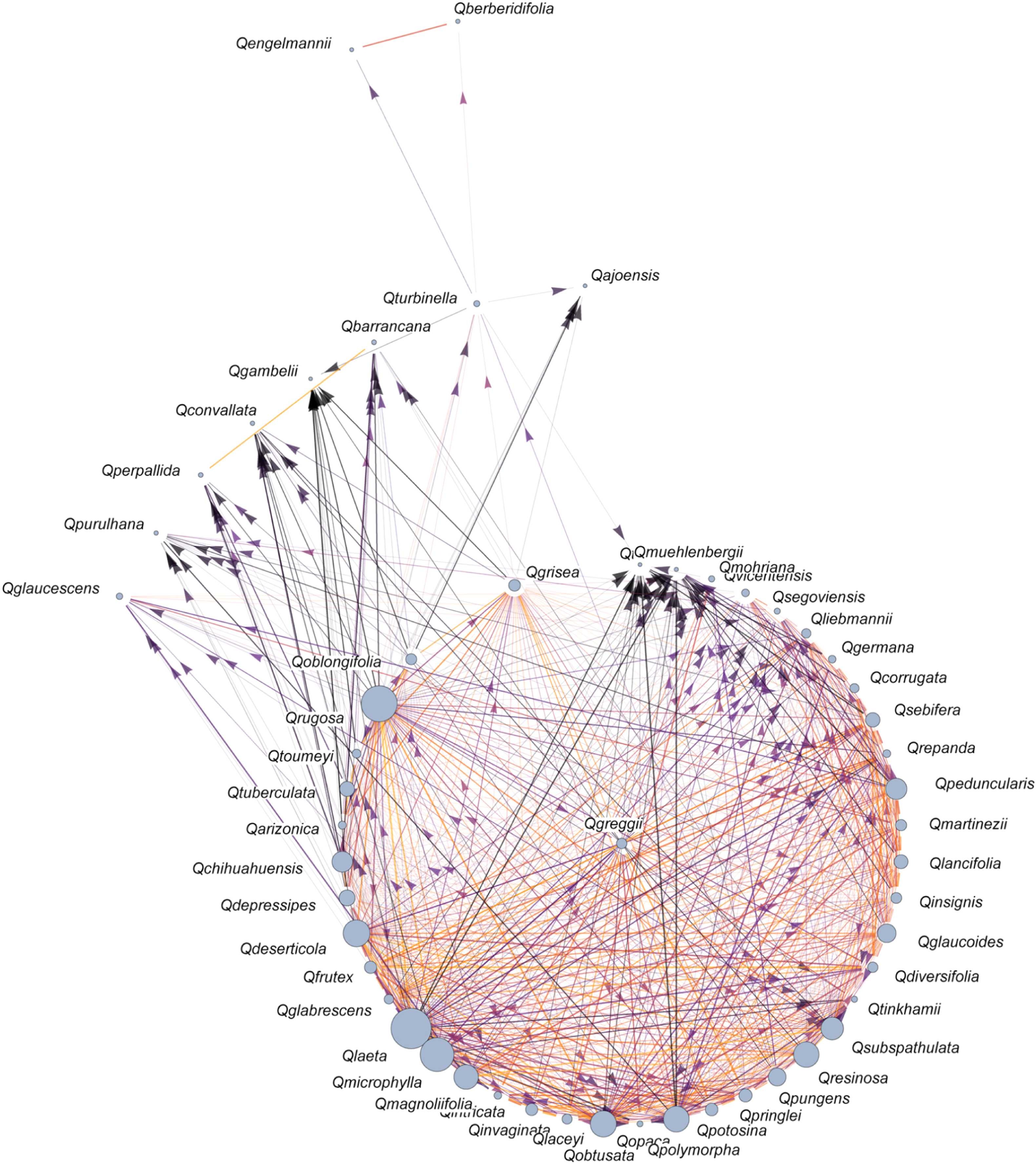 Fig. 4. Sympatry network for all Mexican white oaks. The log range size is represented by the size of each node. Species connect