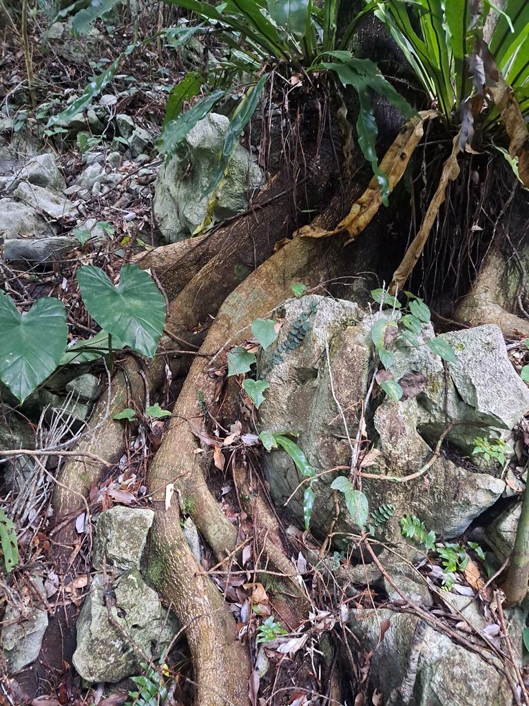 Roots