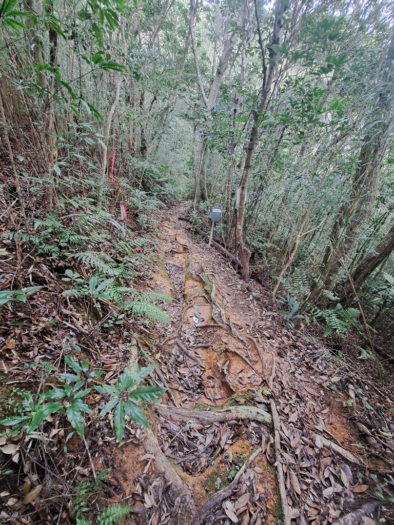 path through forest