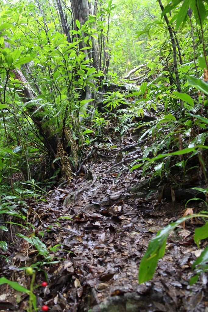 dense undergrowth
