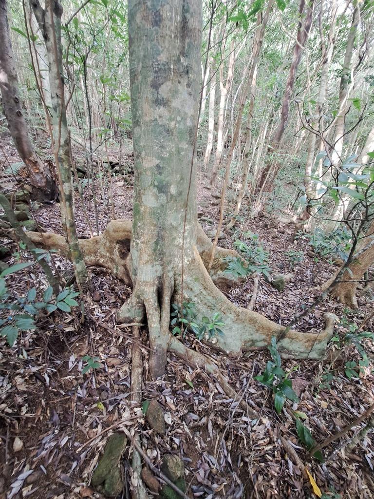 light coloured bark