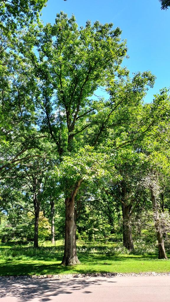 Quercus xbenderi at Arnold Arboretum (c) Roderick Cameron