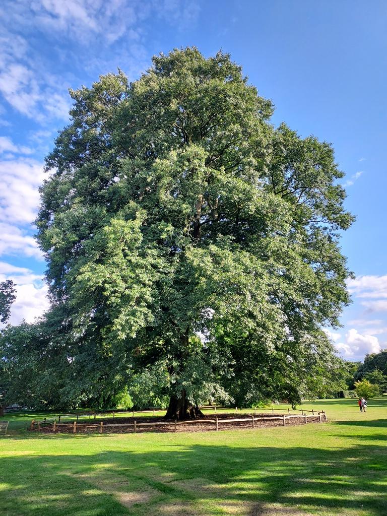Quercus castaneifolia at Kew