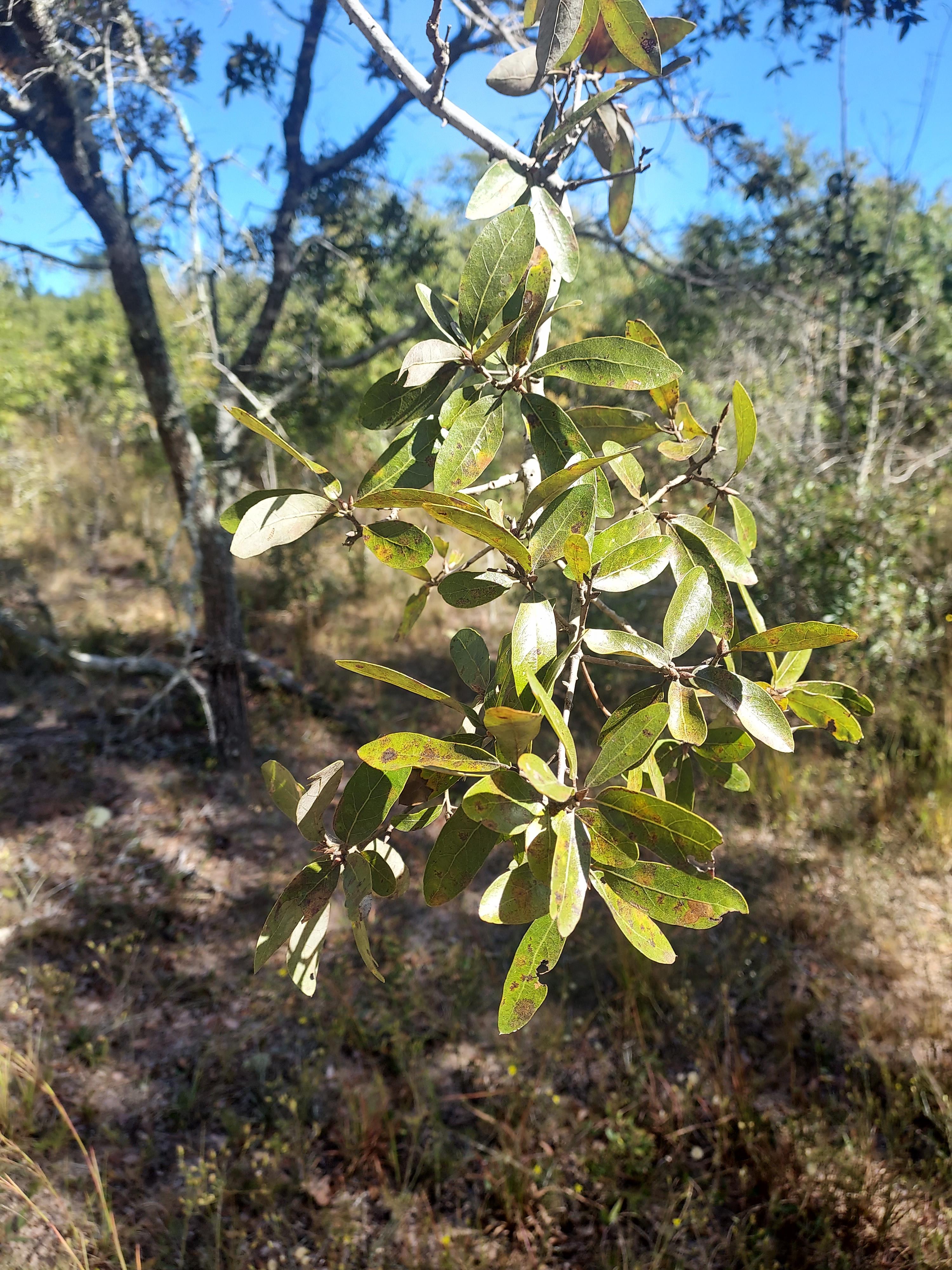 Quercus incana, Pike Co., Alabama