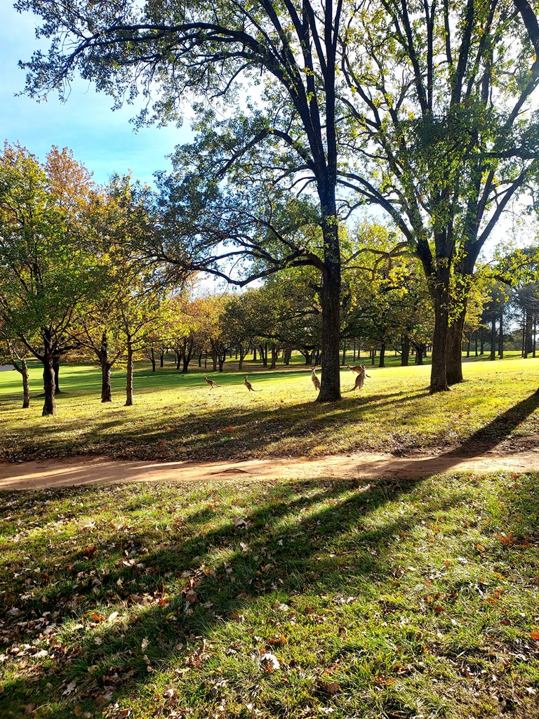 Curious kangaroos at Weston Woods