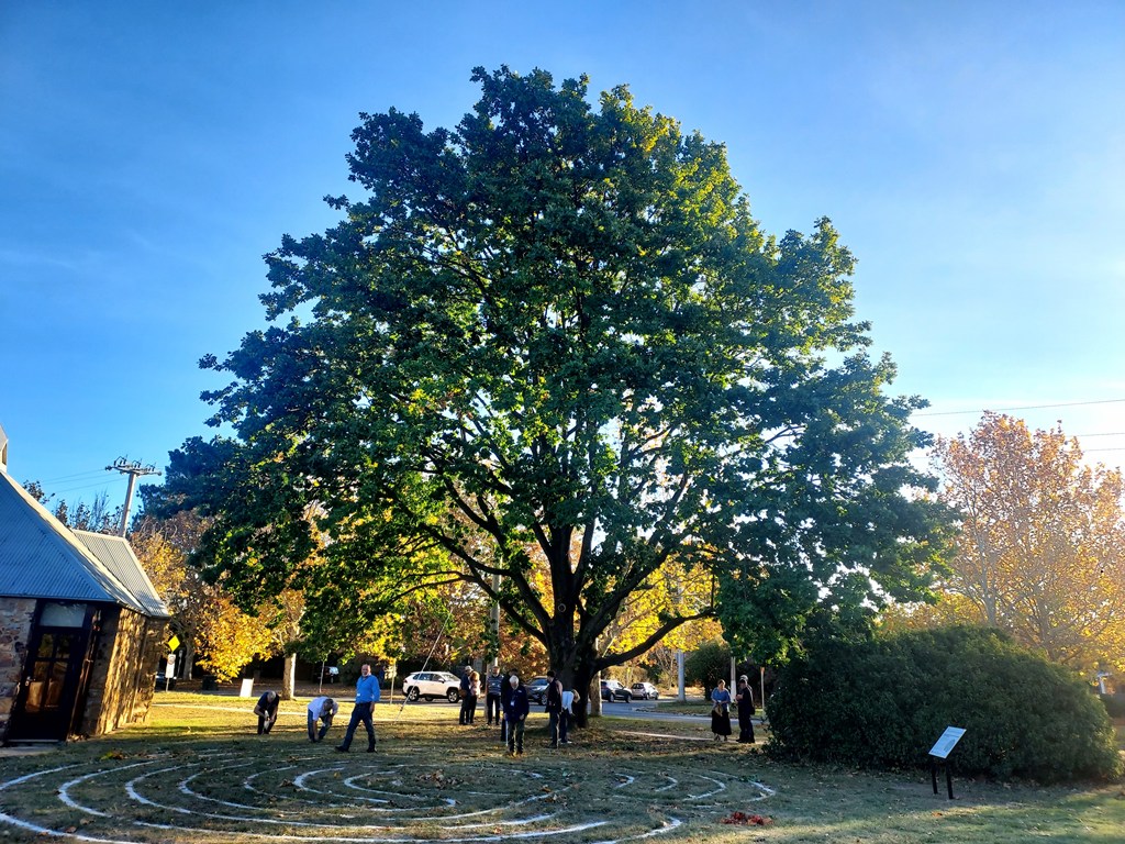 Quercus canariensis at St Ninian's Church