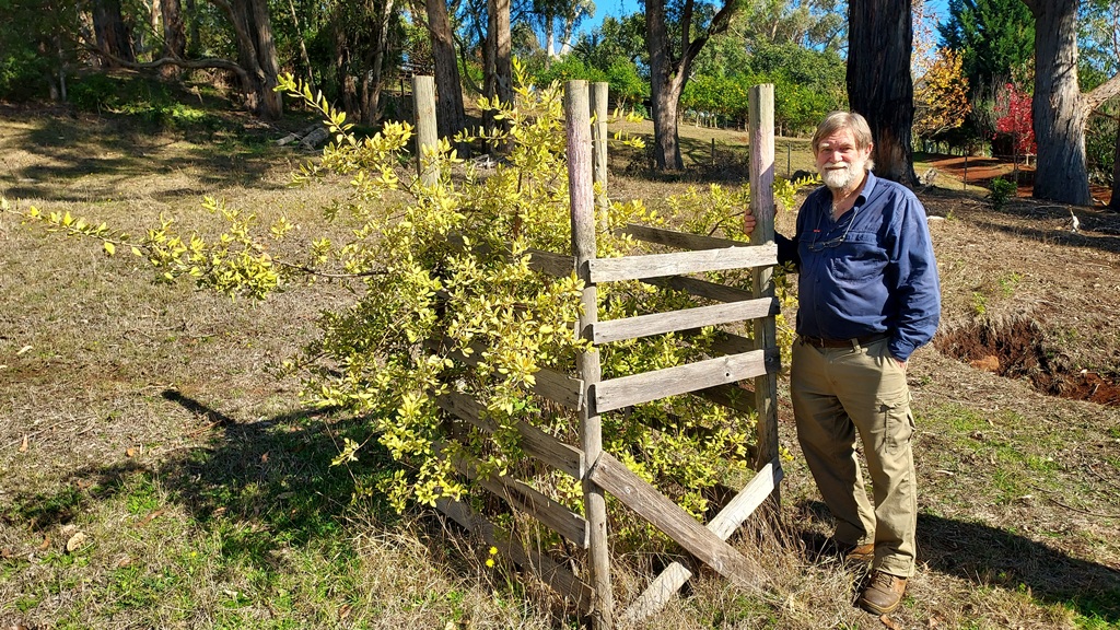 Quercus suber 'Don Teese'