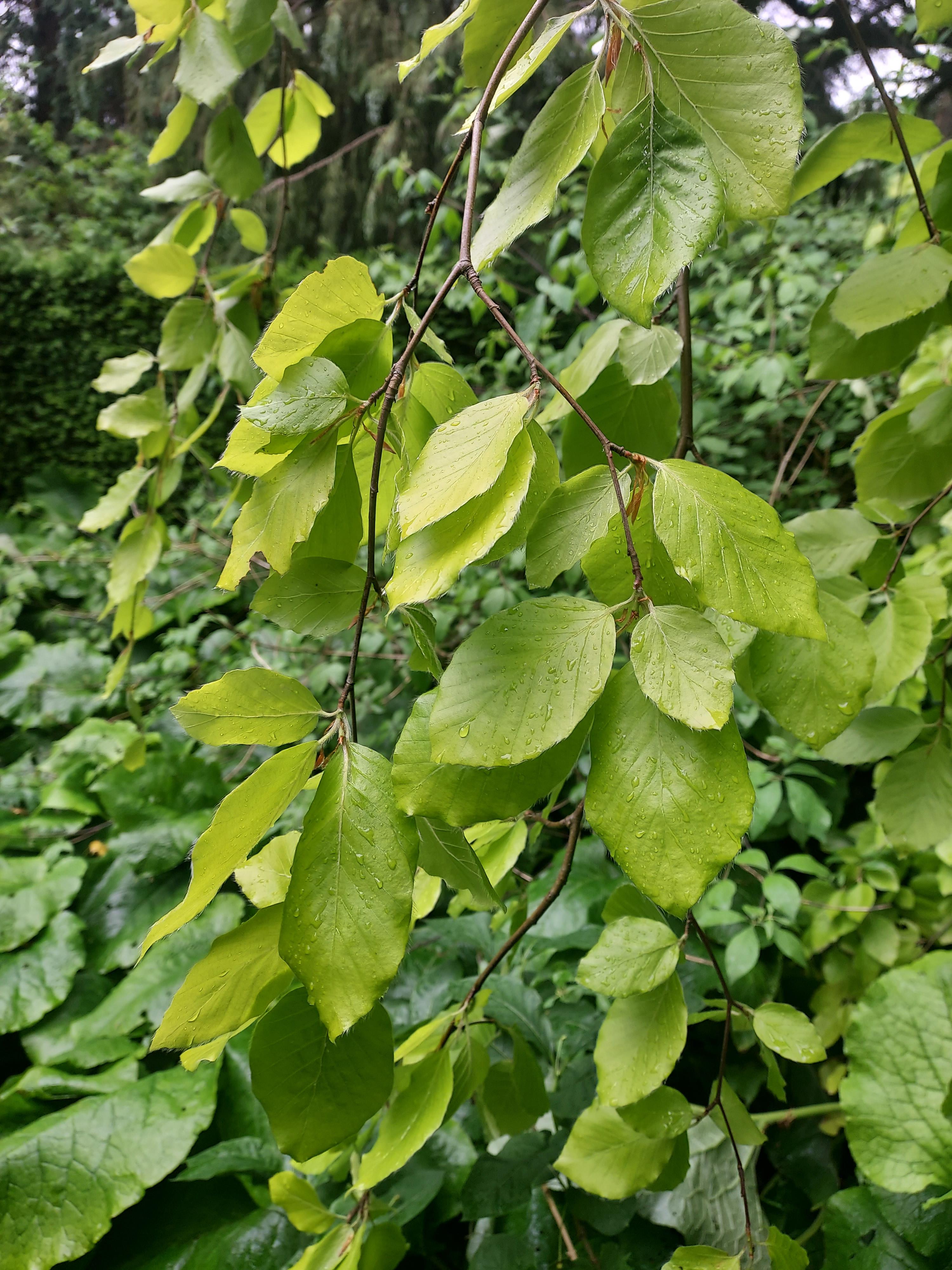 Fagus sylvatica 'Aurea Pendula'