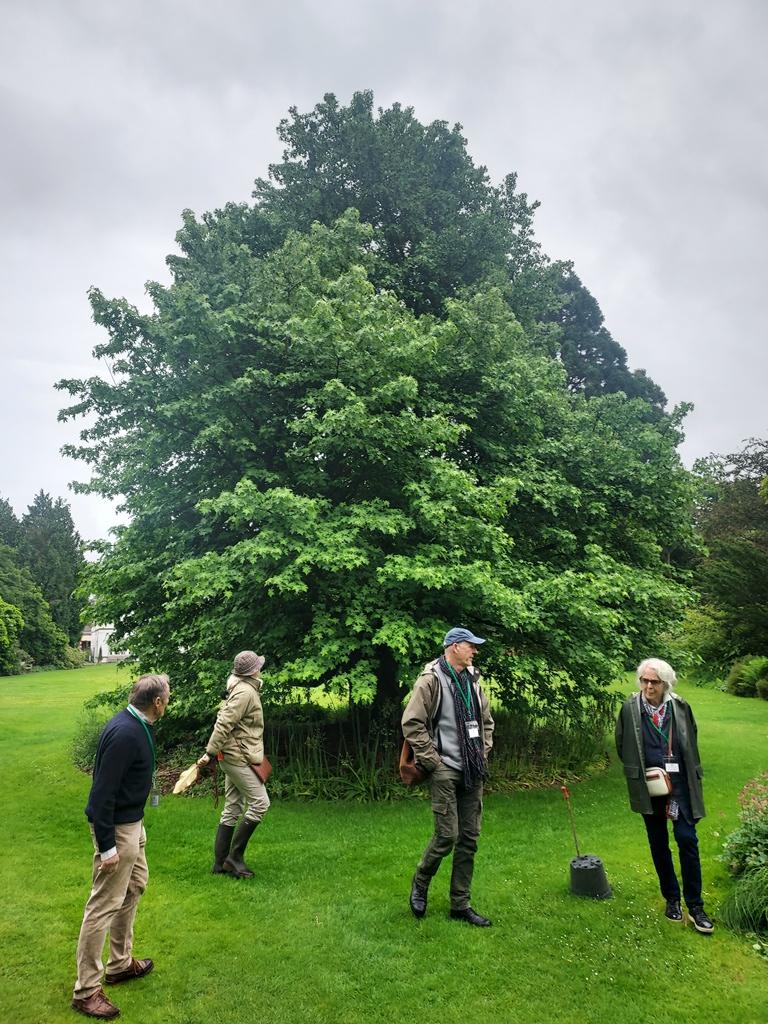 Liquidambar orientalis