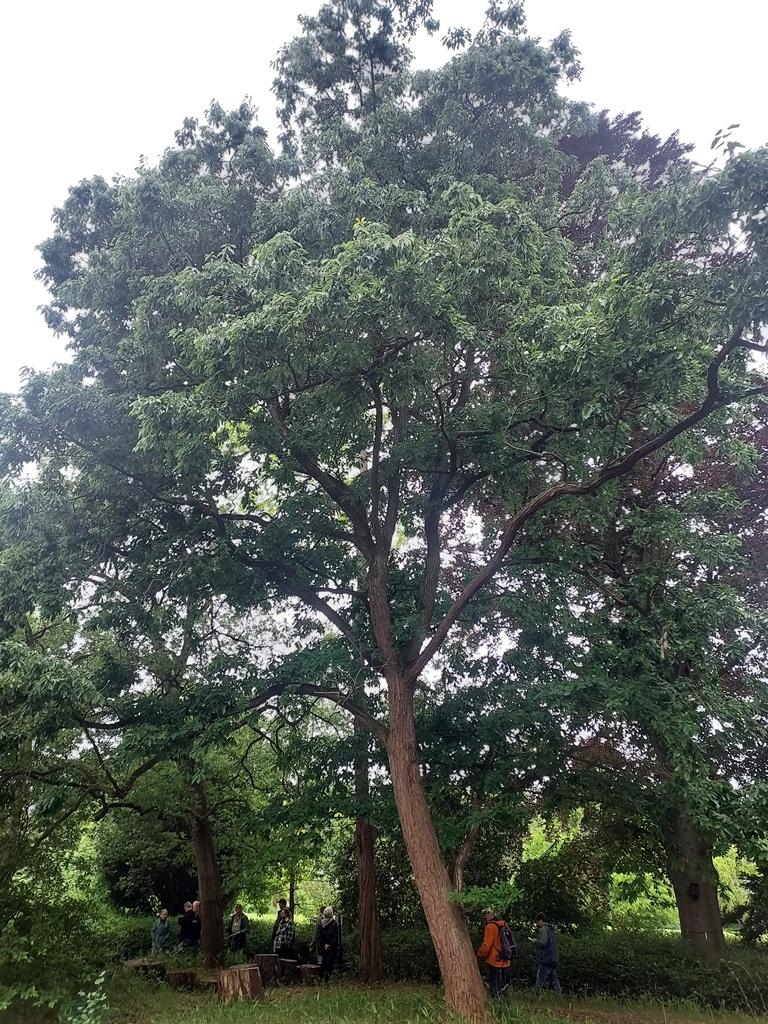 Quercus serrata at Kalmthout