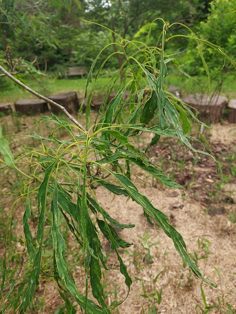 Quercus petraea 'Laciniata'