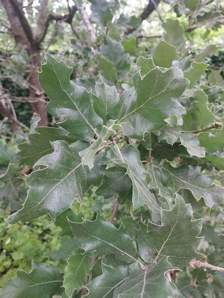 Quercus {Hemelrijk Silver'