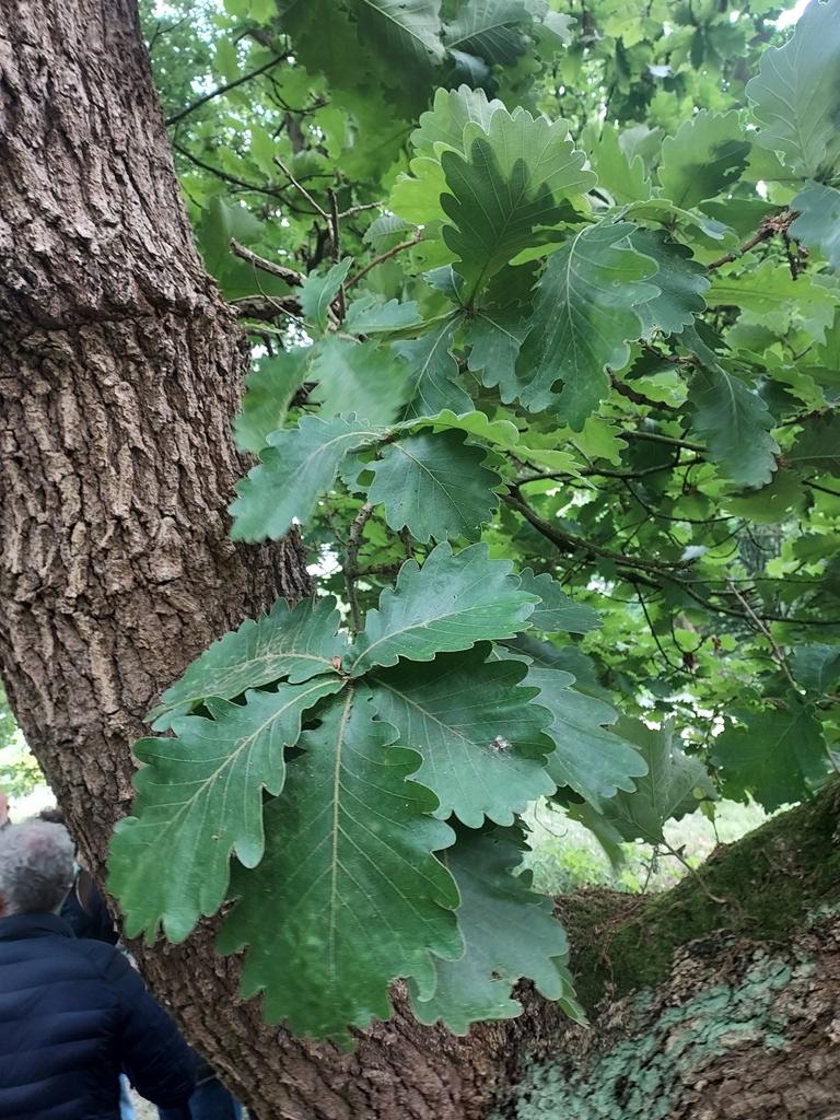 Quecus dentata seedling at Hemelrijk