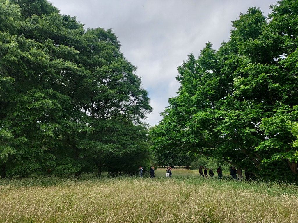 A view of Hemerlijk's majestic trees