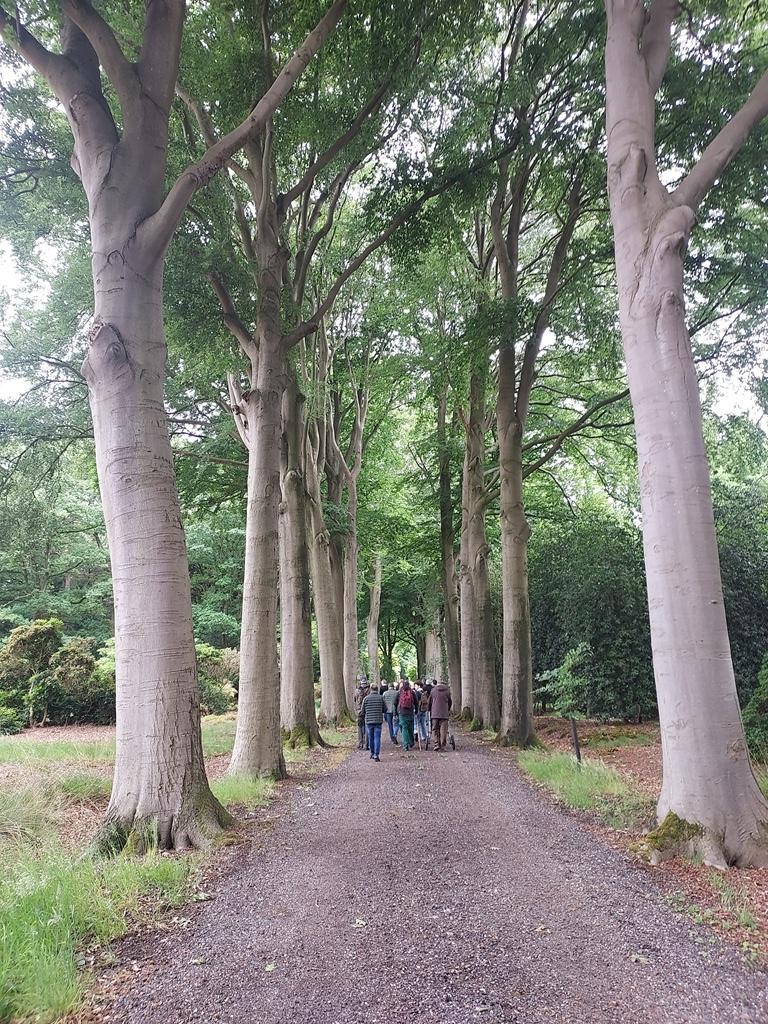 One of several avenues at Hemelrijk, here lined with Fagus sylvatica