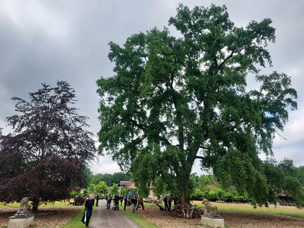 Quercus robur Pendula Group