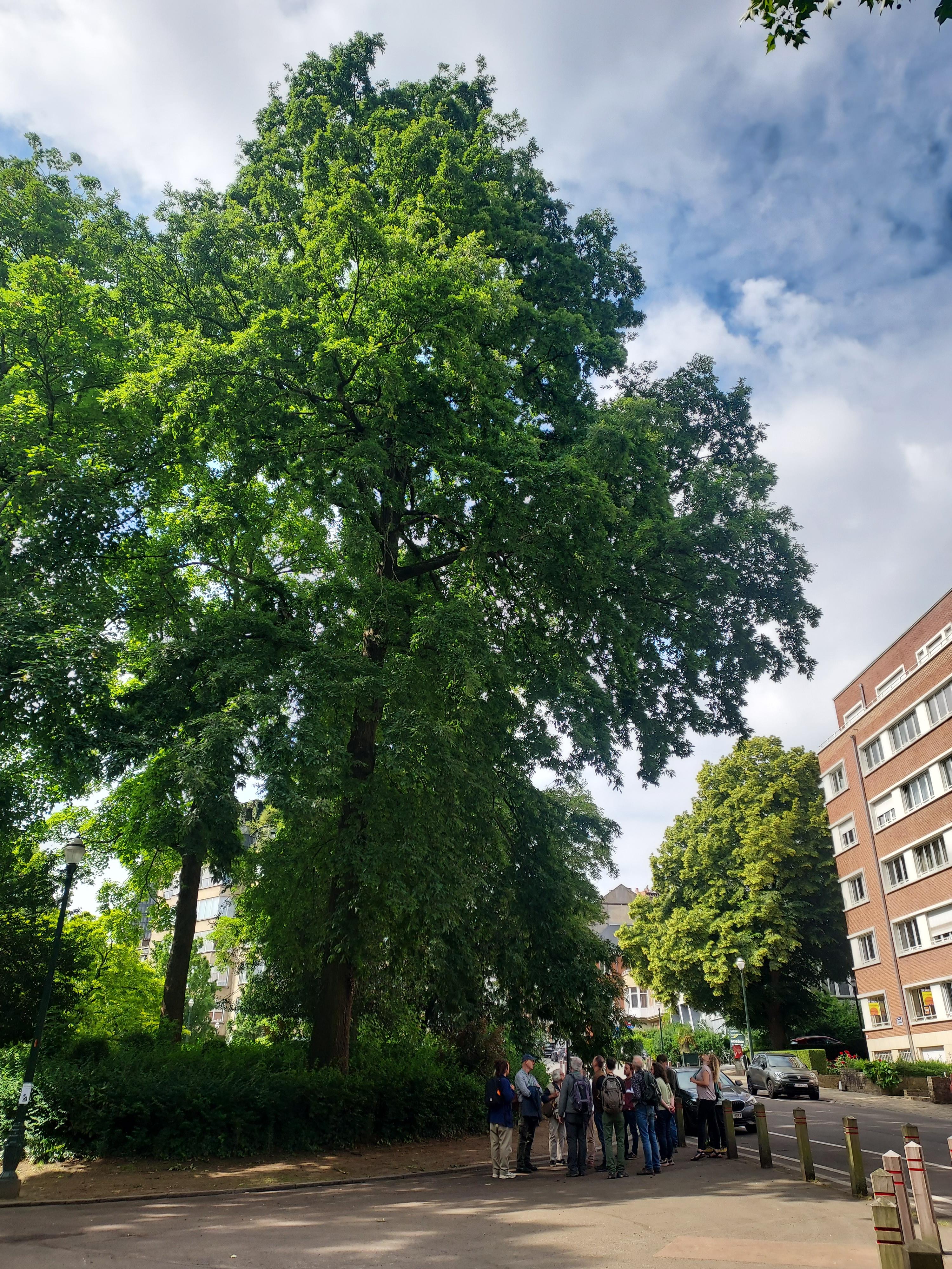 Huge Quercus cerris dwarfs the group of participants