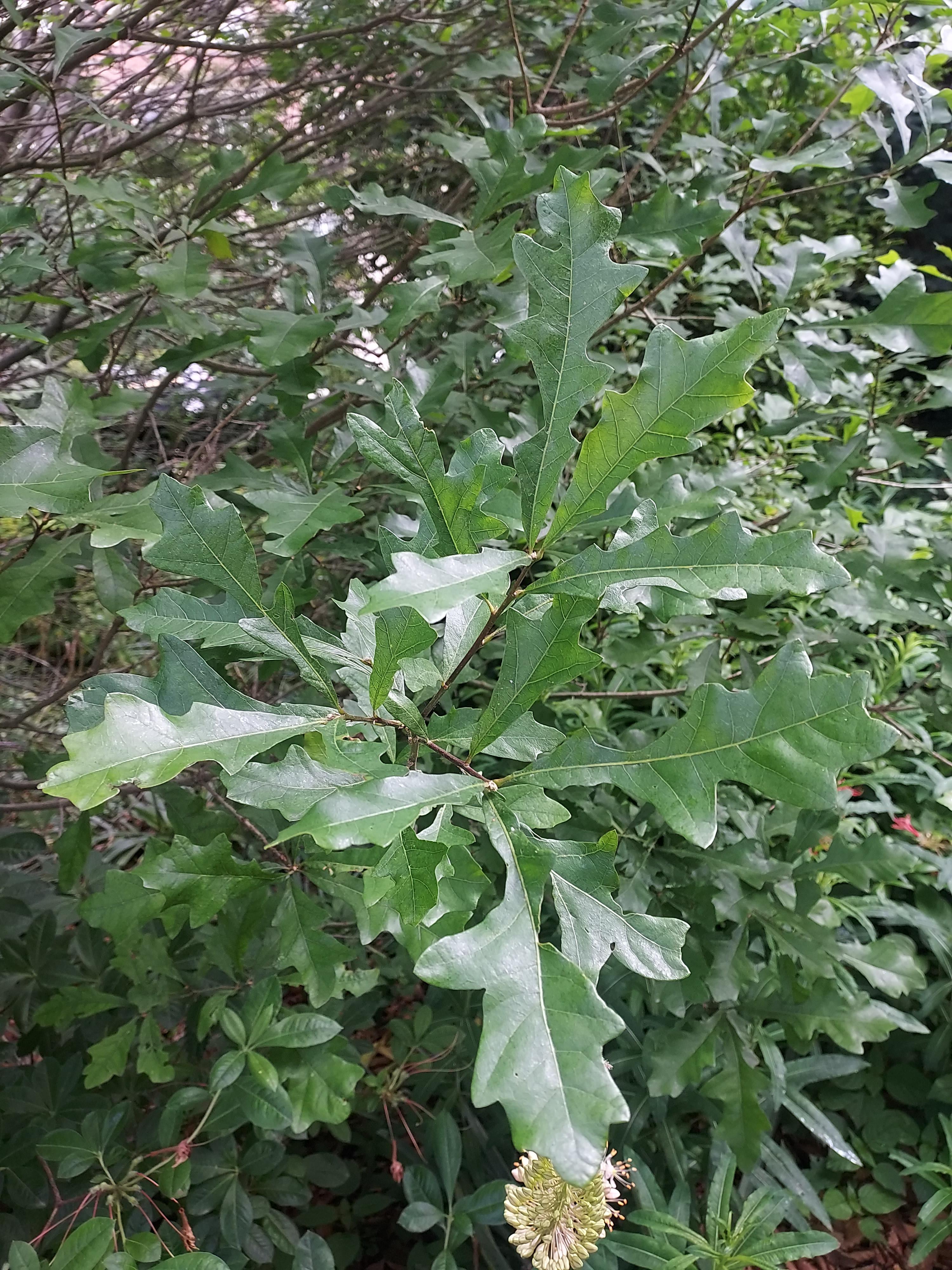 The Quercus xcomptonieae at Abbaye de la Cambre shows strong affinity to the Q. lyrata parent