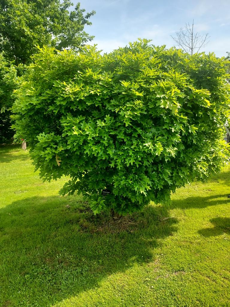 Quercus palustris 'Isabel'