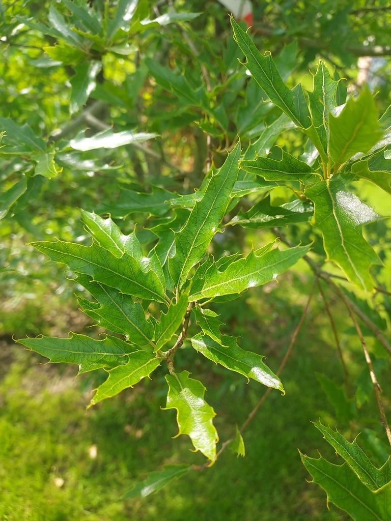 Quercus canbyi 'Margaret Fenton'
