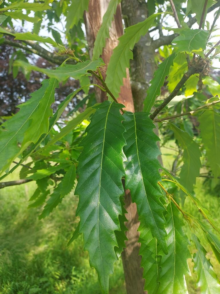 Quercus castaneifolia Zuiderpark