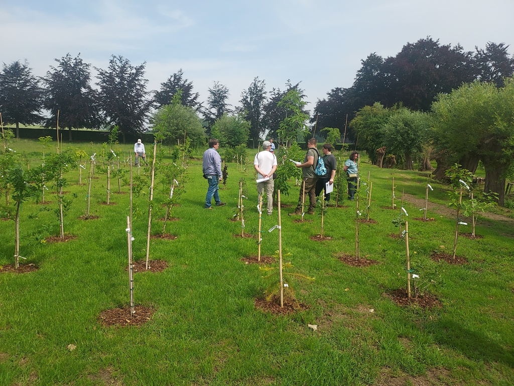 Examining young oaks in "The Nursery" at Widooie