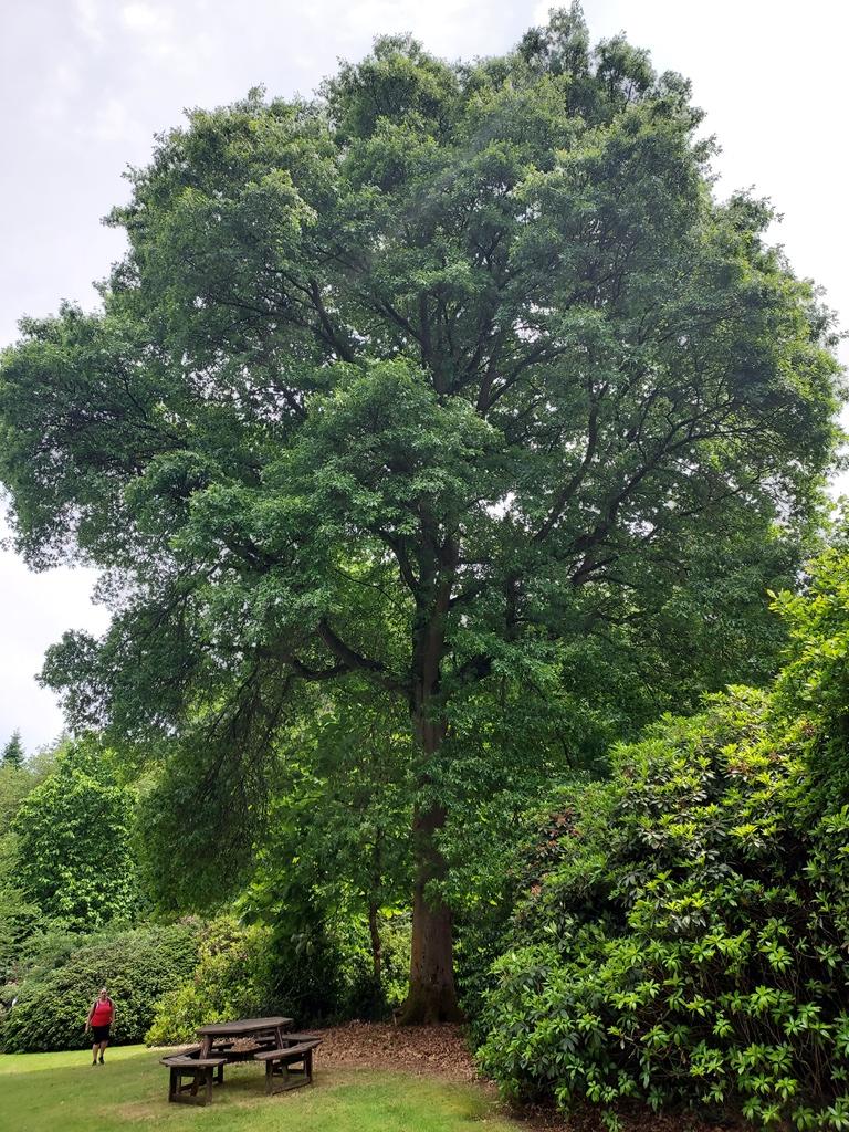 A fine Quercus xrosacea