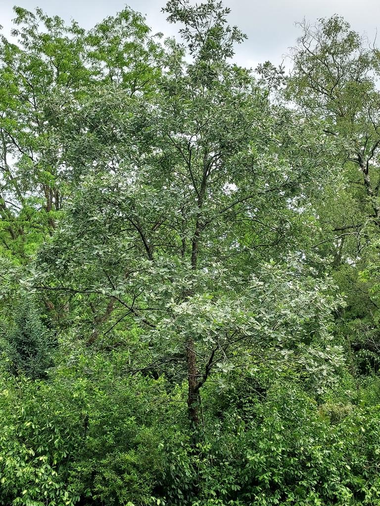 Quercus pyrenaica with new, greyish foliage