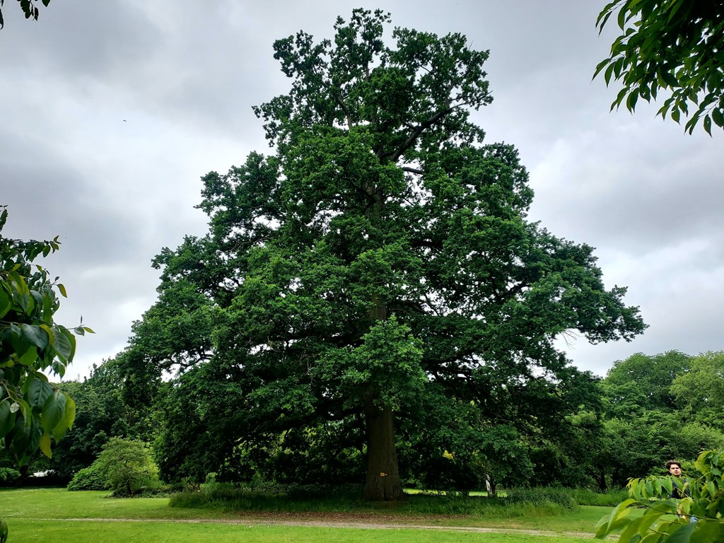 Vetern Quercus robur