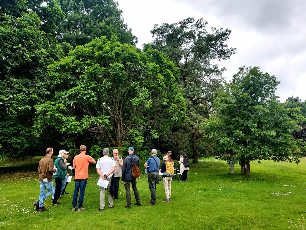 Pondering Quercus pontica (center) at Plantetuin Meise