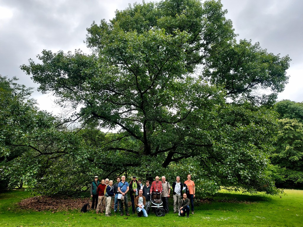 Group by Quercus xbushii