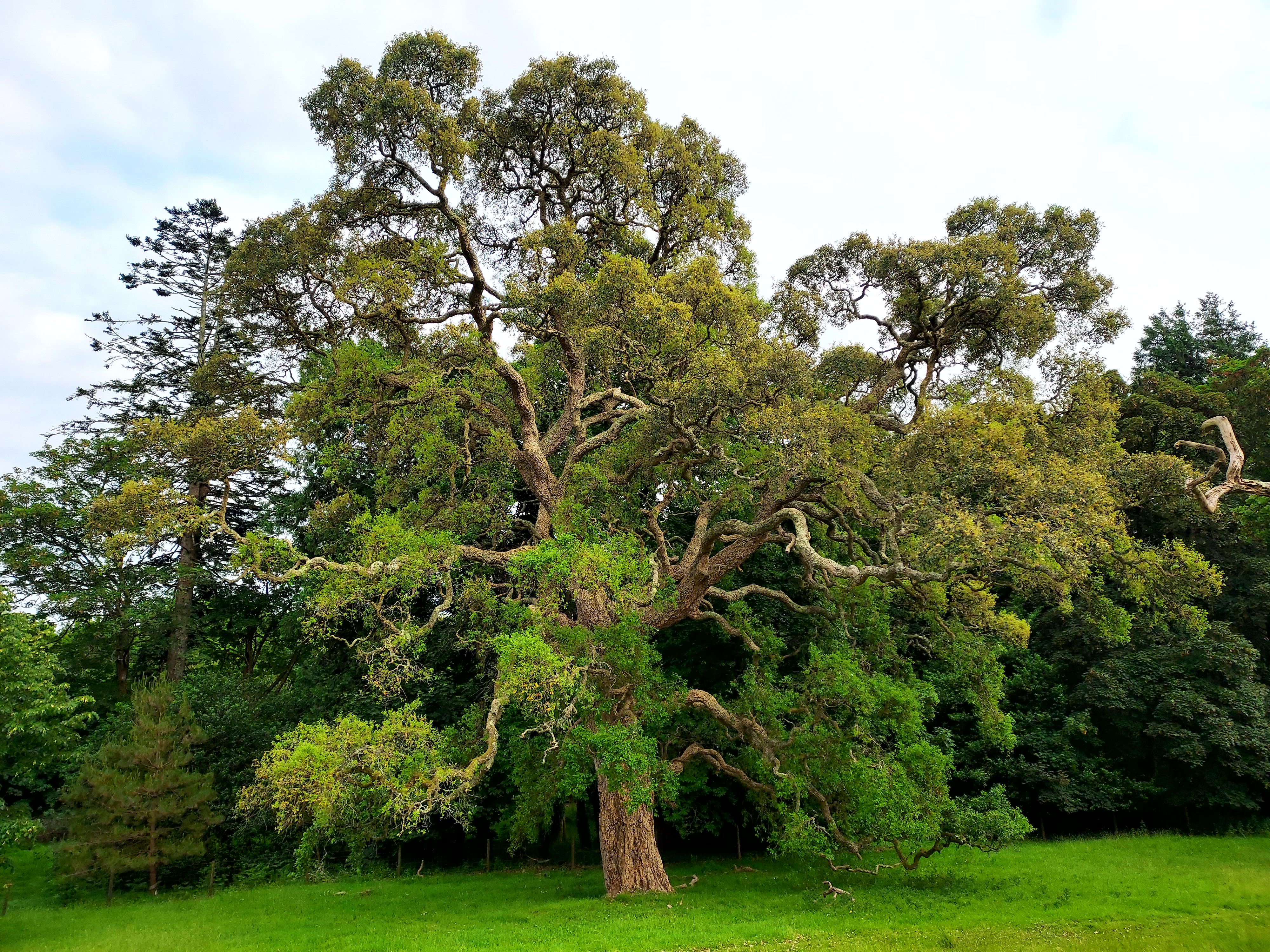 Cork oak at Tregrehan (c) Roderick Cameron