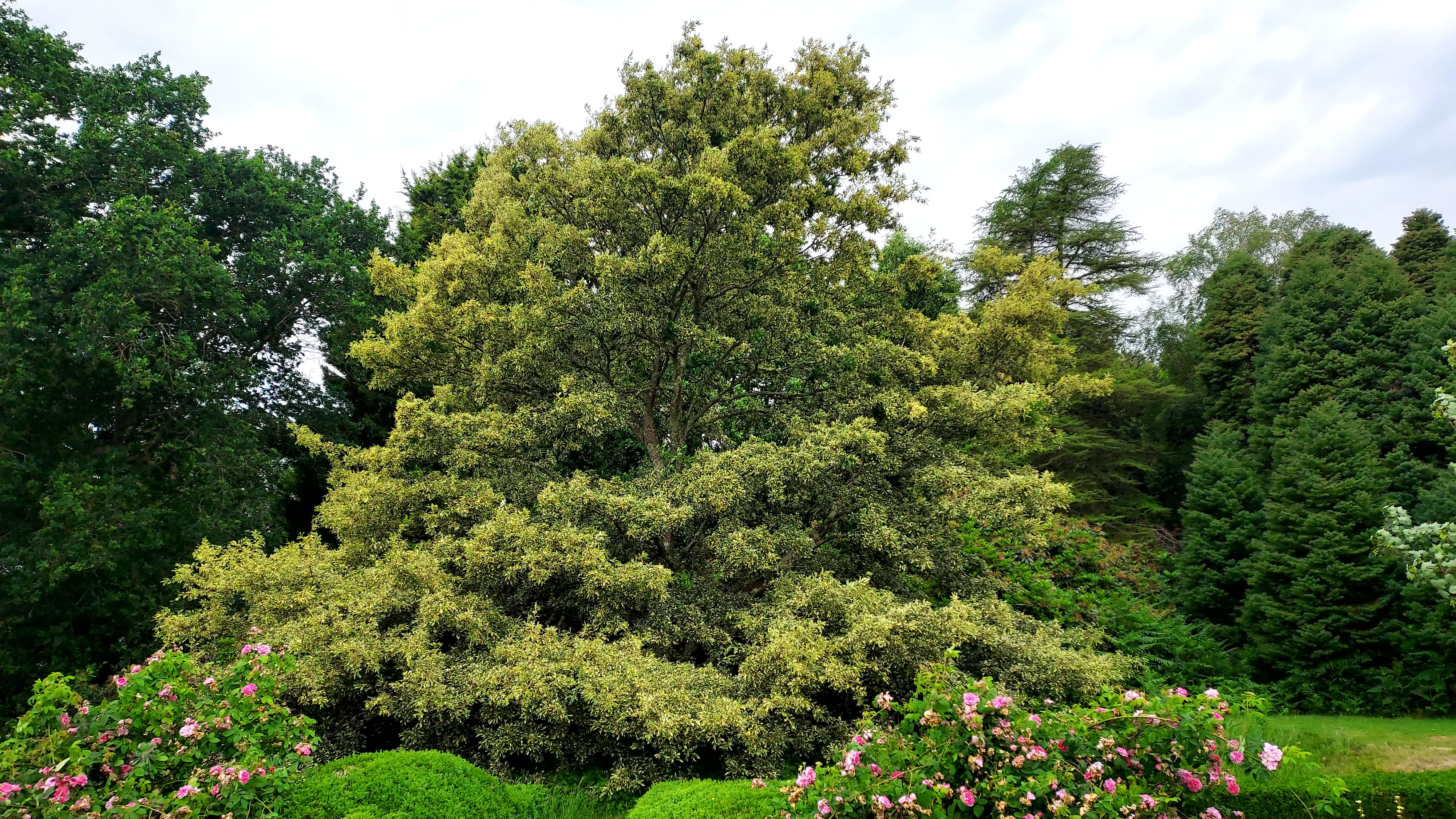 Quercus oxydon in flower