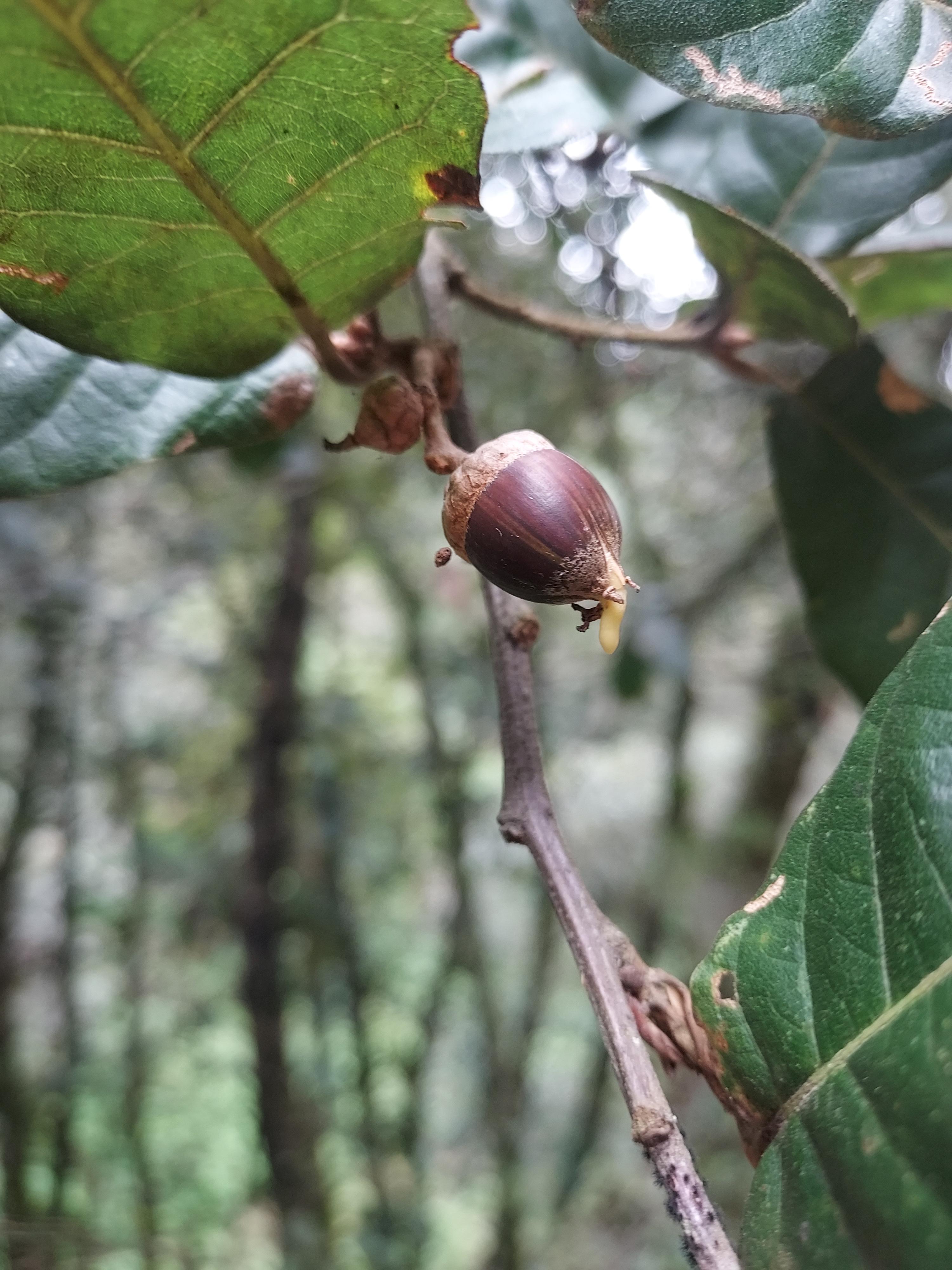 A Quercus hirtifolia acorn germination while still on the tree