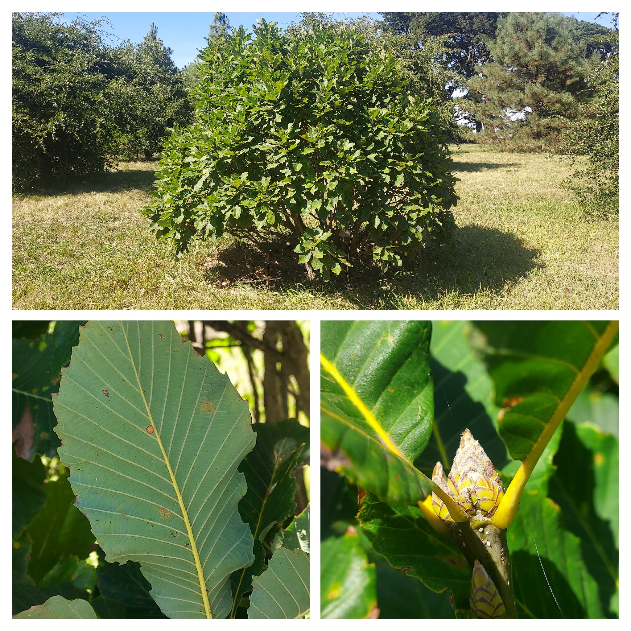 A magnificent Q. pontica at San Miguel Arboretum