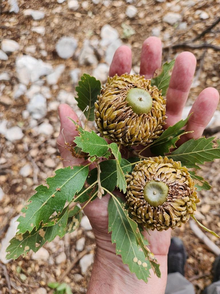 Quercus macrolepis