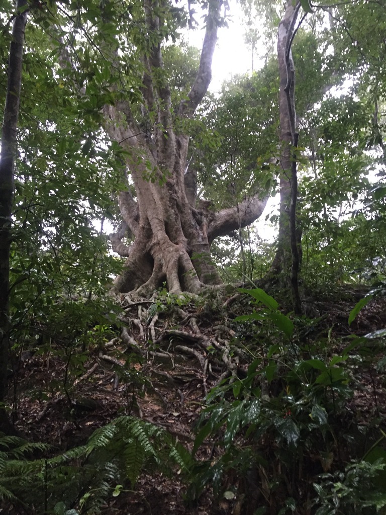 large trunk