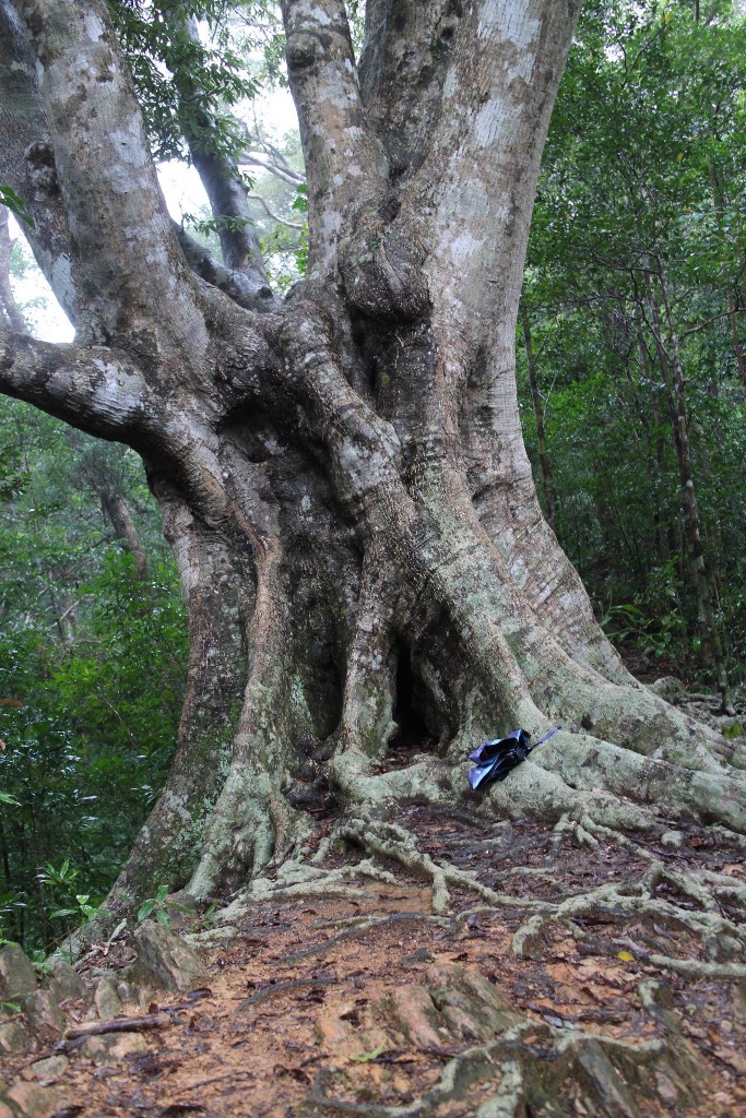grey trunk