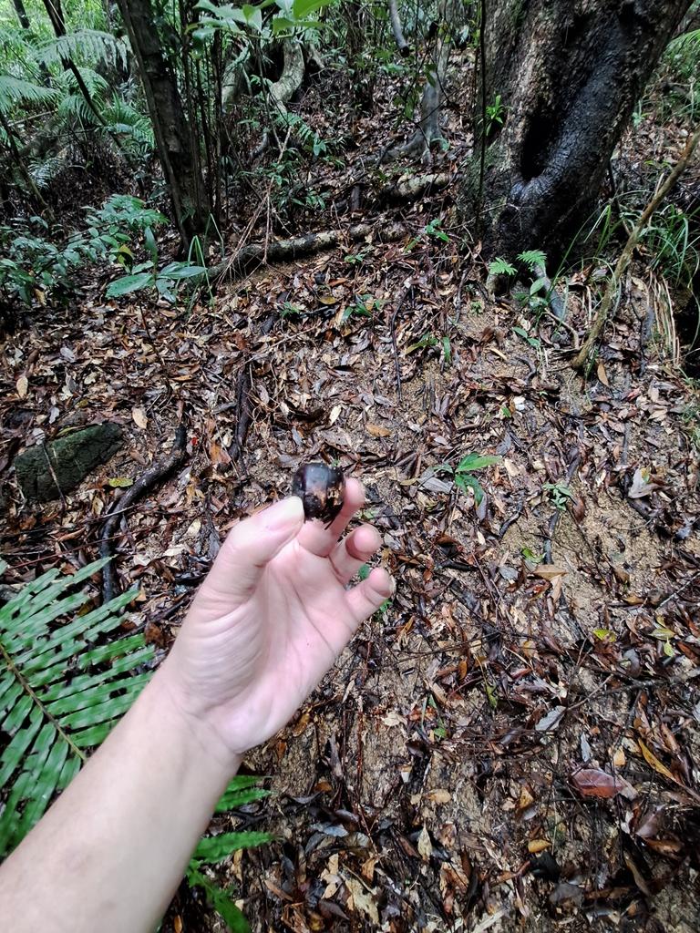 remnants of acorn