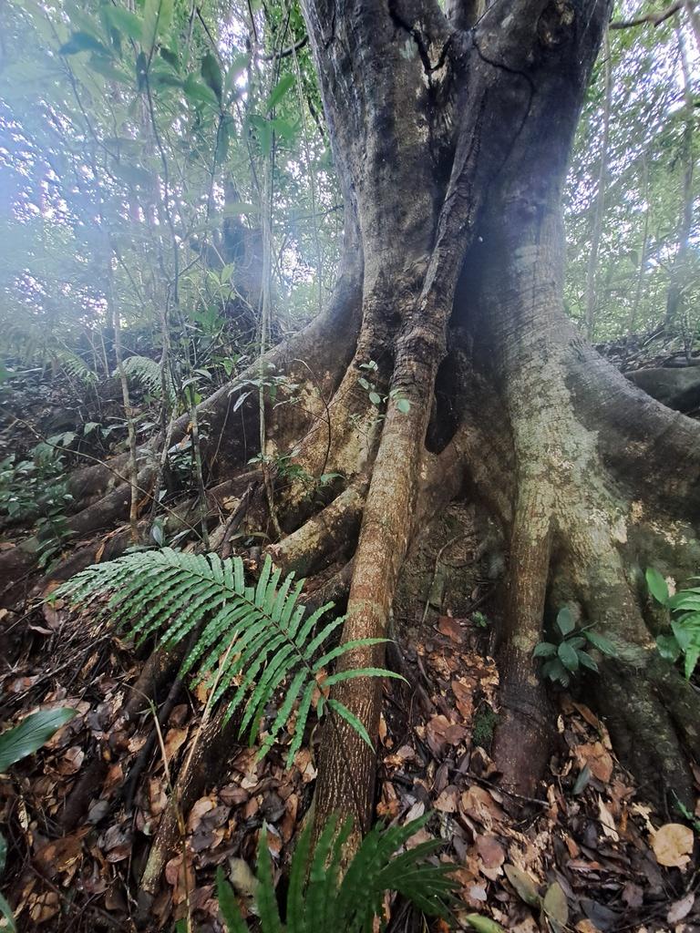 Buttress roots