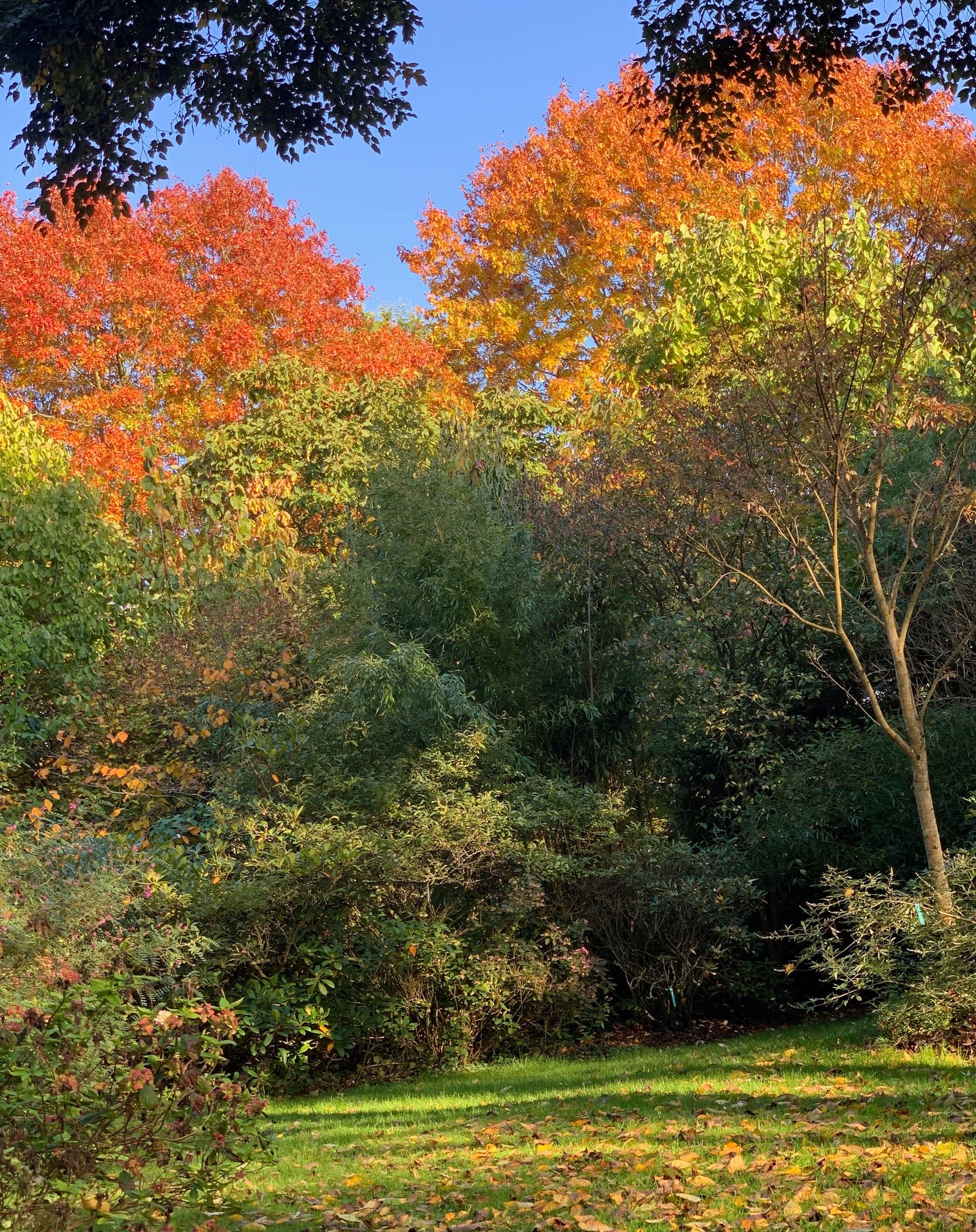 Quercus coccinea and Q. rubra (right) in the background of this autumnal view of White House Farm