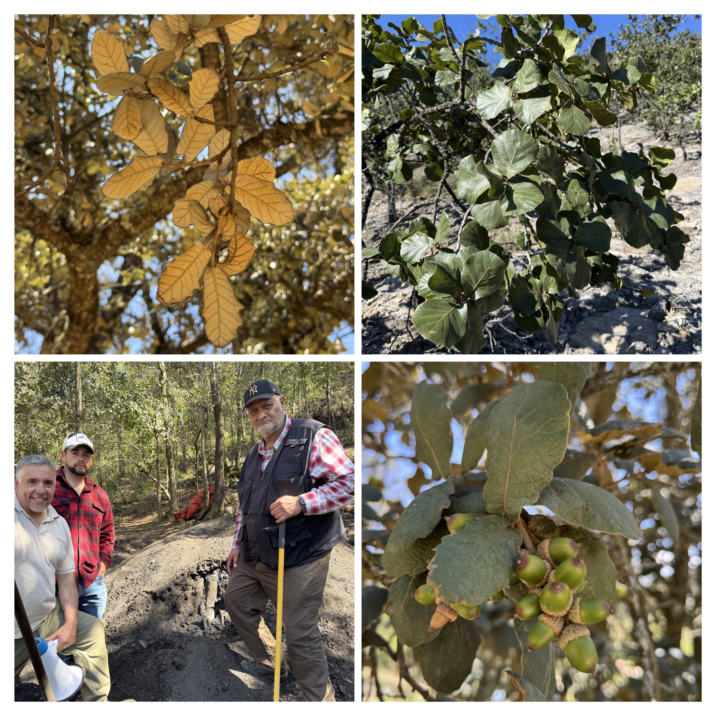 Clockwise from top left: Quercus castanea (?), Quercus jonesii, Quercus rugosa, and our hosts explaining sustainable oak charcoa