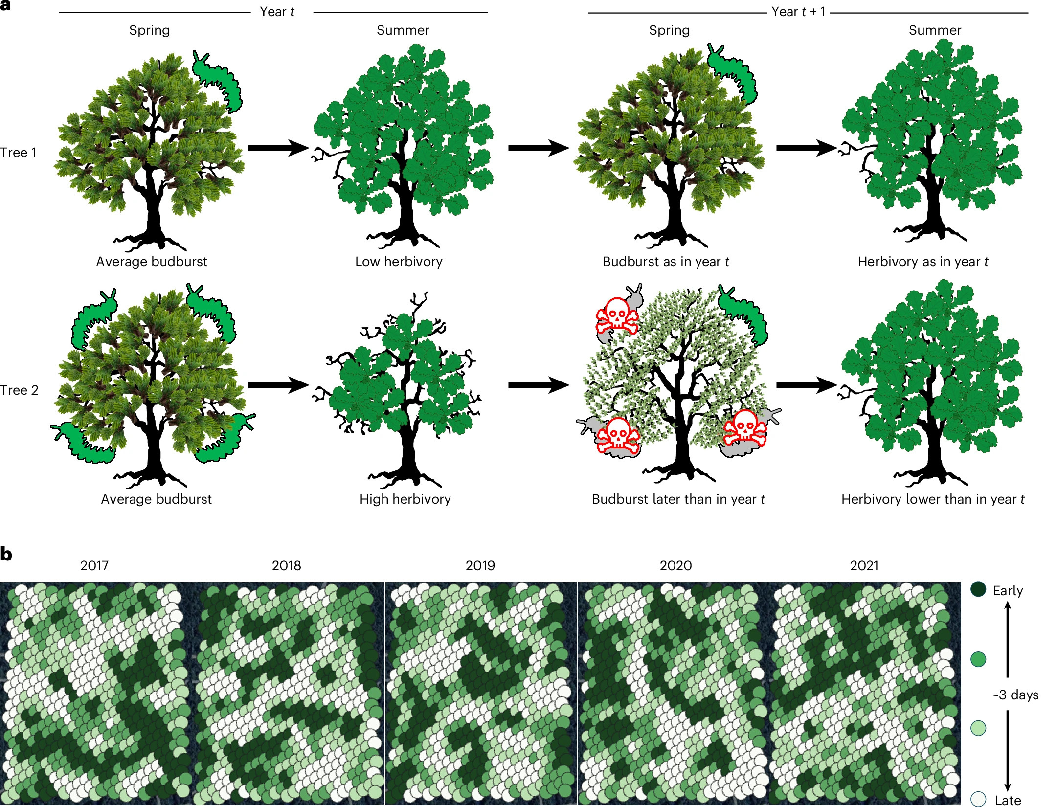 Fig. 1: The effect of leaf herbivory by insects on tree budburst and subsequent leaf herbivory.