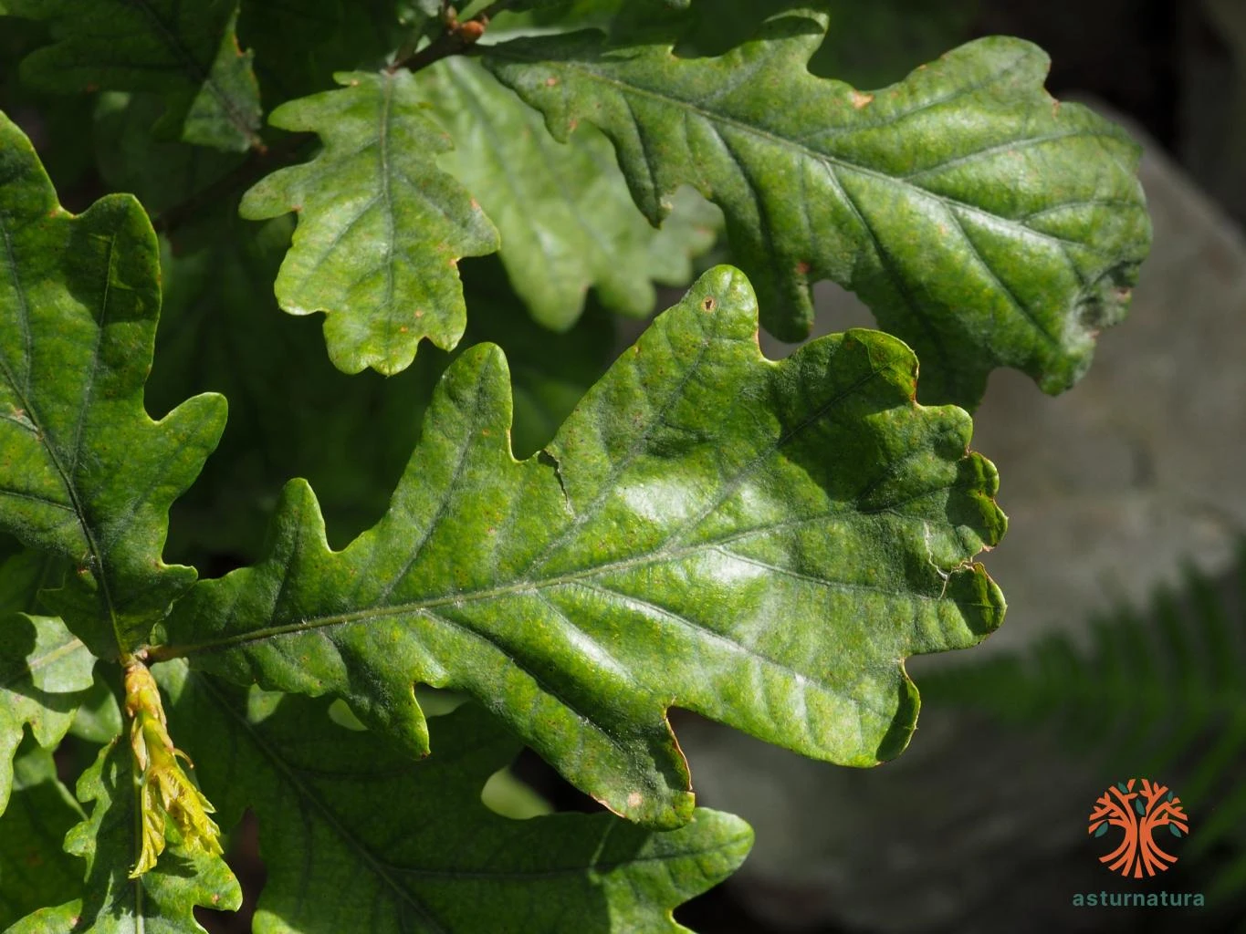 Glossy leaves of Q. orocantabrica