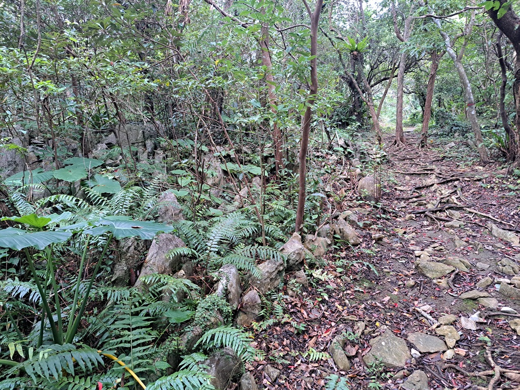 Ferns by path