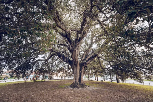 Portugal’s Sobreiro Monumental or Whistler Oak. © UNAC - Union of the Mediterranean Forest / União da Floresta Mediterrânica, CC